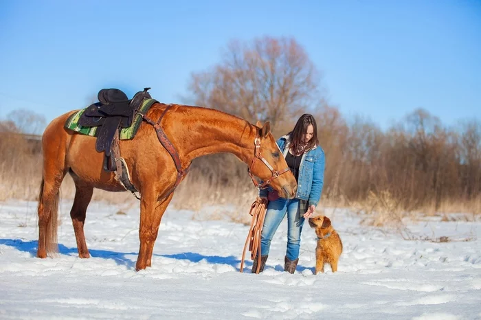 Allergies in horses: how critical? And the endless search for a place to stay - My, Animals, Horses, Stable, Relocation, Allergy, Equestrian, Longpost