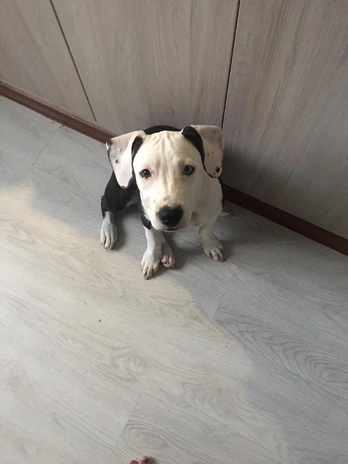 Mother and son, age 4 months - My, Dog, Amstaff, Puppies, Longpost