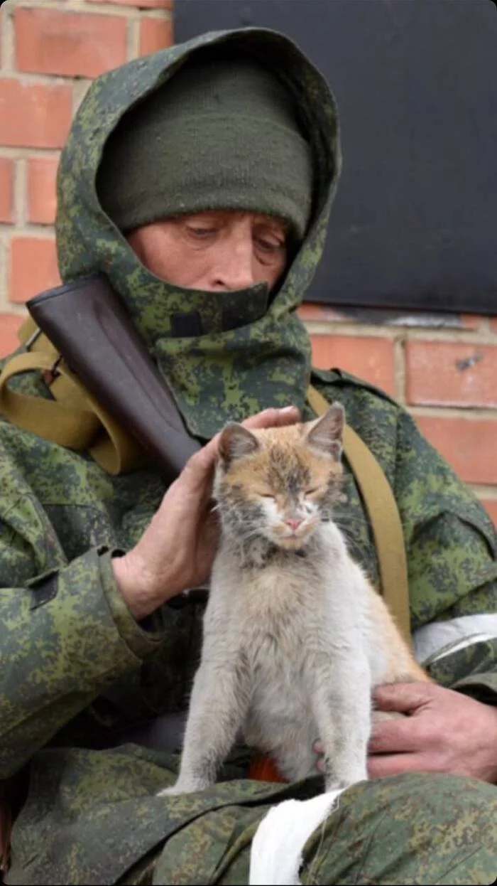 You don't need to wake up a Russian soldier while your cats are uncombed! - Special operation, The soldiers, cat, Vital, Sarcasm, Sad humor