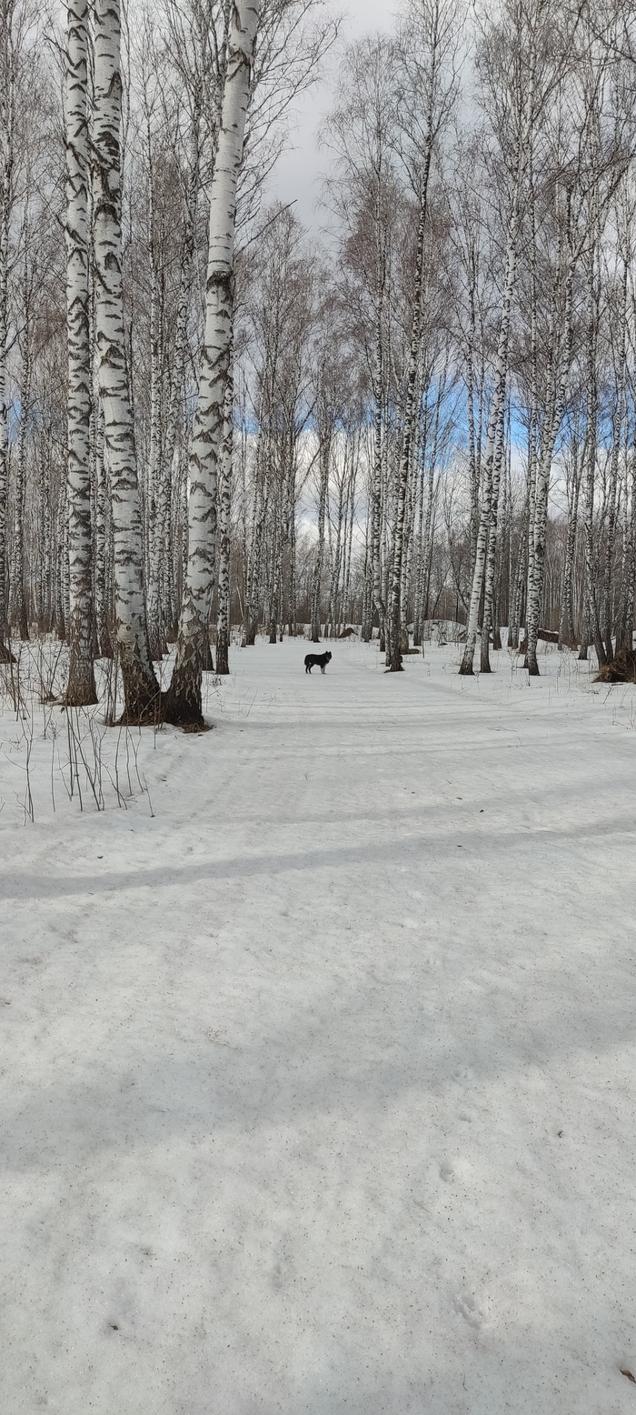 Отчёт за апрель. «Не выложил собакена- не пикабушник» Коротыши Ютуб