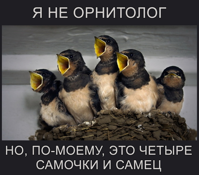 Третичные половые признаки?