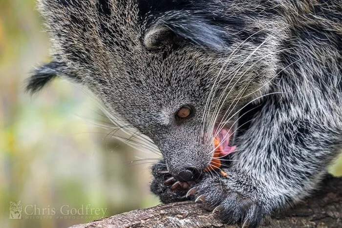 Afternoon snack - Binturong, Wyvernaceae, Rare view, Predatory animals, Wild animals, Zoo, The photo