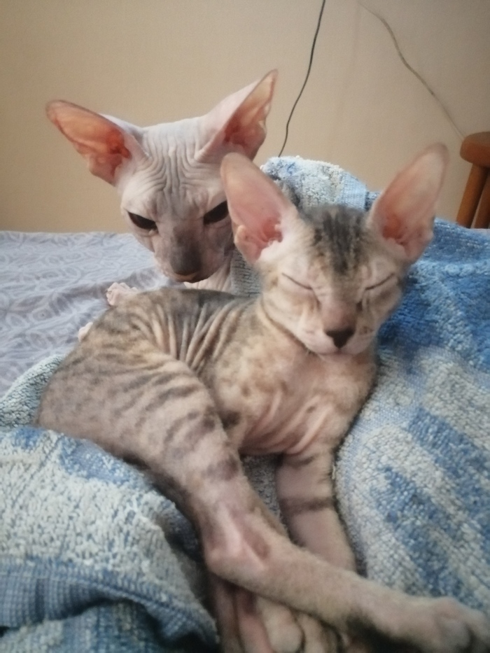 Котиков в ленту(дебют)