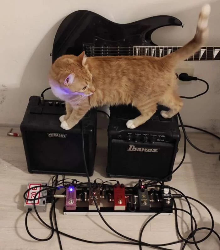 China and pedals - cat, Guitar, Redheads, AliExpress, Bass, Longpost