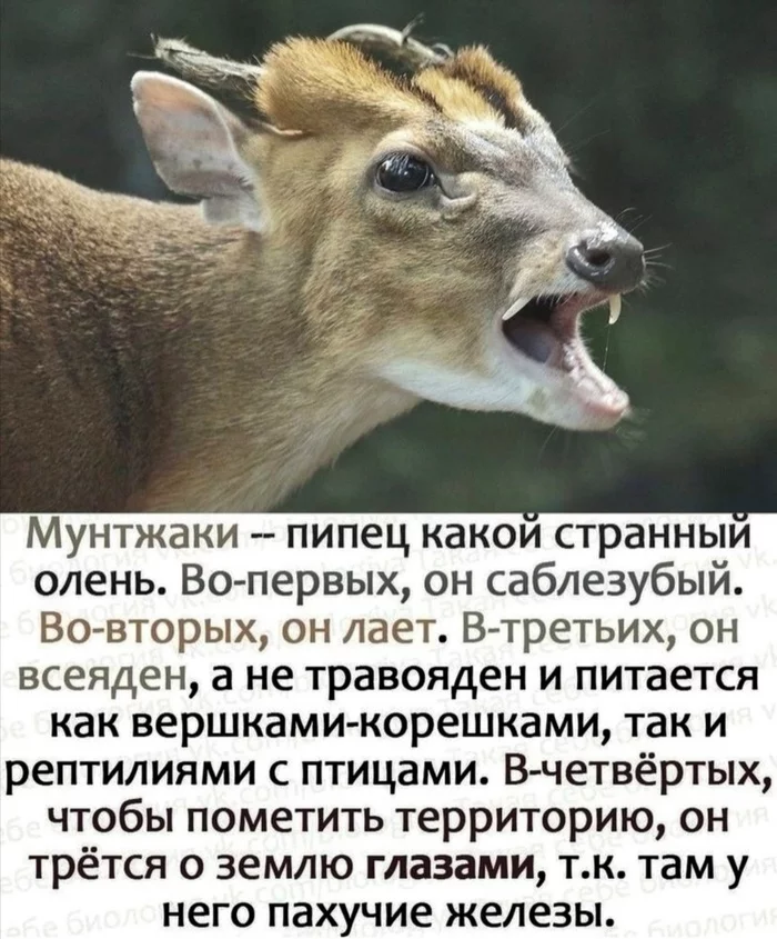 Here's evolution where (Bambi the Fawn on The Max) - Deer, Evolution, Omnivorousness, Predatory animals, Herbivores, Sabretooth, Animals, In the animal world, Picture with text, Bambi