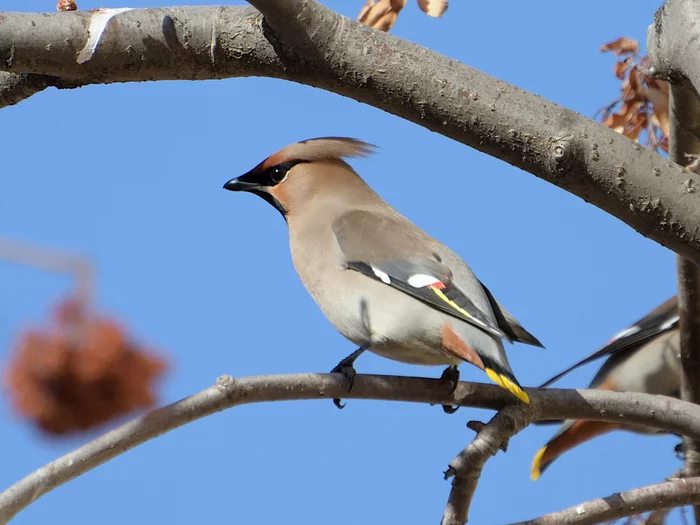 Waxwings - My, Bird watching, Birds, Ornithology, Spring, Waxwing, The nature of Russia