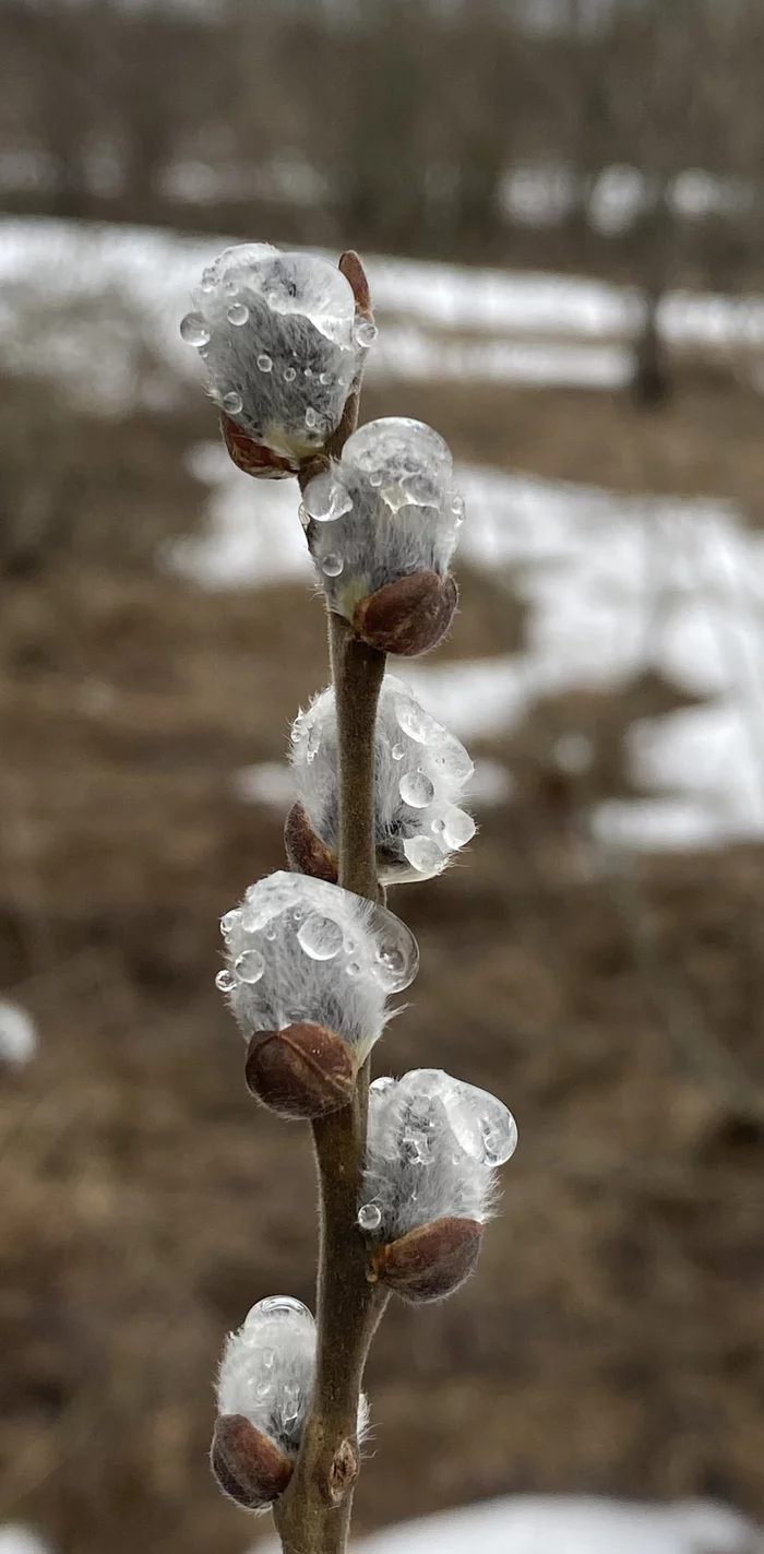 Spring nearby
 - My, Spring, Photo on sneaker, Nature, Pussy willow