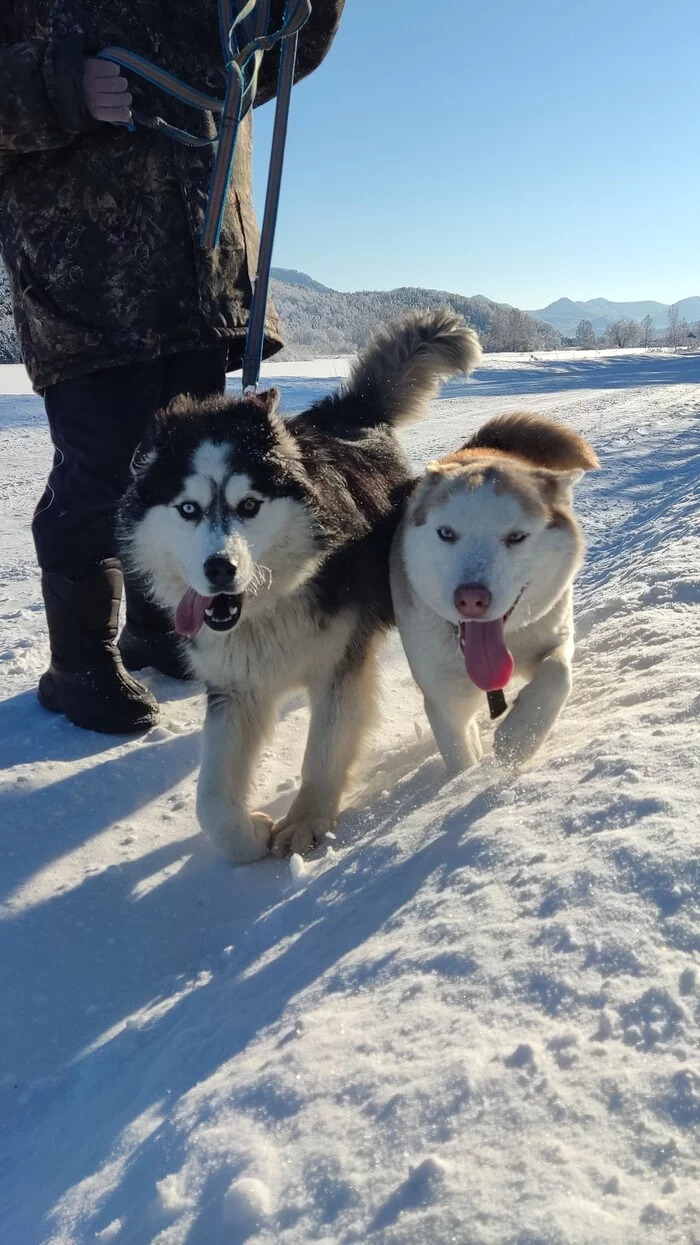 Didn't show a pet, not a picabushnik - My, Husky, Dog, Animals, Altai Republic