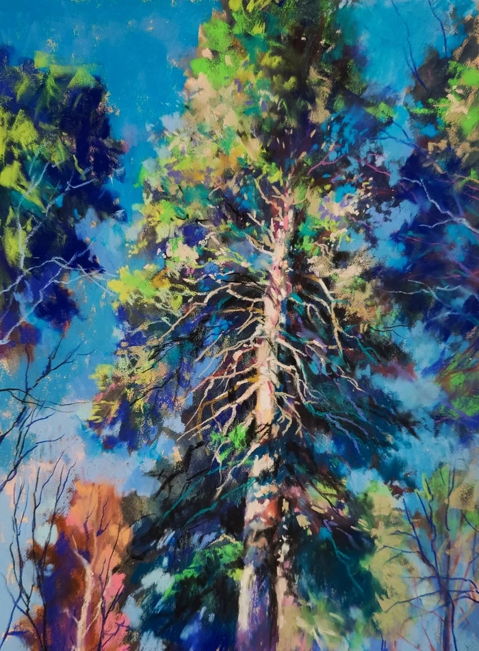 Pine - My, Drawing, Painting, Dry pastel, Tree, Painting, Sketch, Landscape, Arkhyz