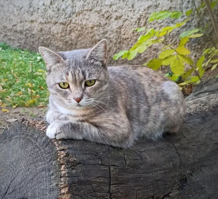 Another furry colleague, already a former - My, cat, Pets, Longpost