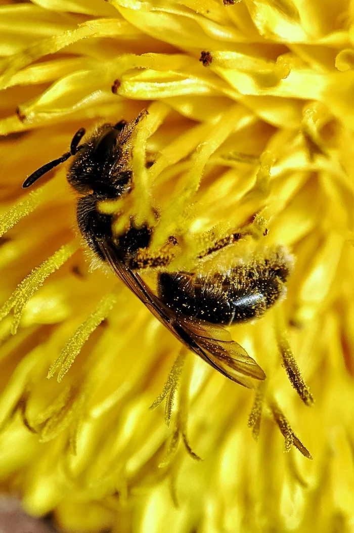 Bee? - My, Bees, Dandelion, Pollen, Spring, Bloom, Flowers, Insects, Video