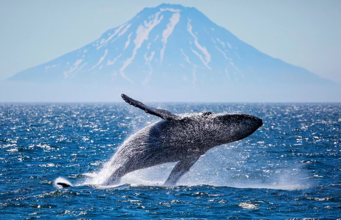 Didn't post a whale - not a pickabushnik - Whale, The photo, Volcano, Sea