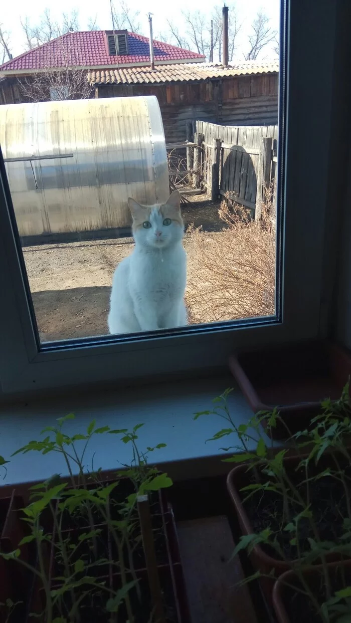 A neighbor came to visit his parents - My, cat, Neighbours