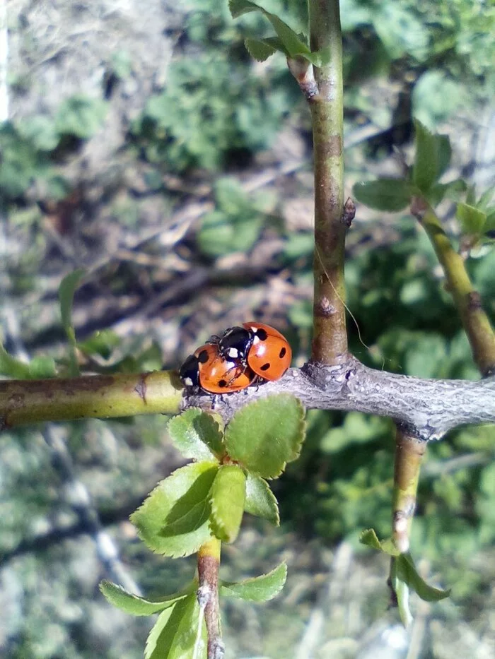 Spring came - My, Spring, ladybug, Жуки, Love, Video, Vertical video, Longpost