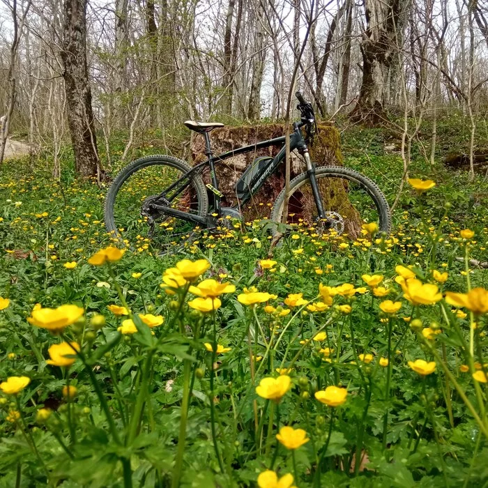 Spring on Eagle Rocks - Nature, Spring, A bike