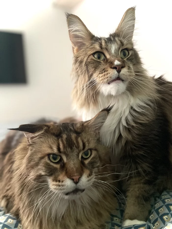 If youth could... if old age could - My, cat, Philosophical discourse, Youth, Old age, Comparison, Maine Coon