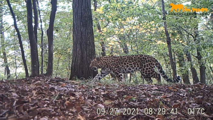 There are more wild leopards in northern China - Leopard, China, Wild animals, Xinhua, Big cats, Cat family, Predatory animals, Positive, Red Book, Rare view, Protection of Nature