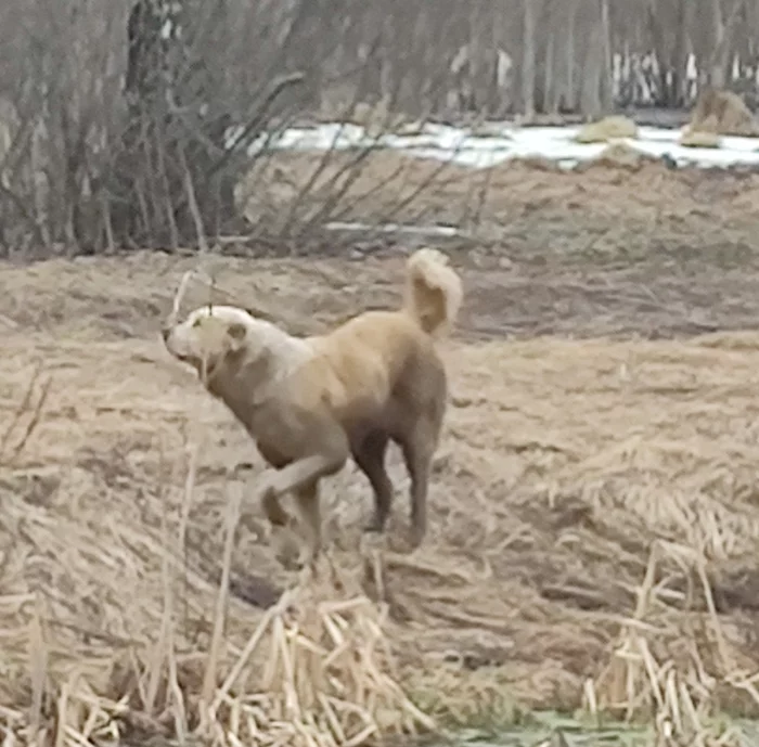 Found alabai with the tail of Pushkino - Found a dog, Alabai, Dog