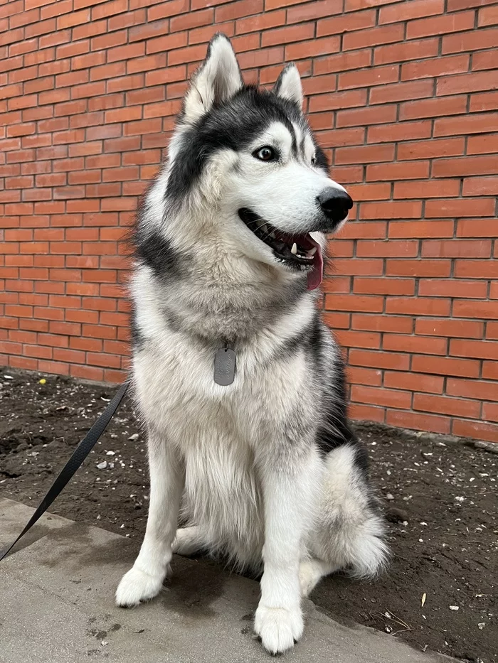 Pikabushnik First Day - My, Milota, Fluffy, Dog, Siberian Husky, Newbie to Peekaboo, 