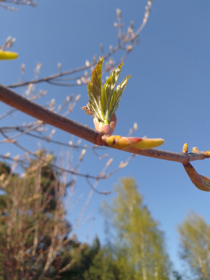 ��������. (���� �� �������)