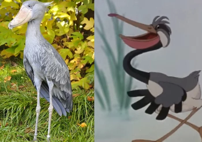 To me, the whale-headed bird reminds me of the goose from the cartoon what kind of bird is this? - My, Shoebill, Birds, Гусь, Soyuzmultfilm, Predator birds, Ornithology