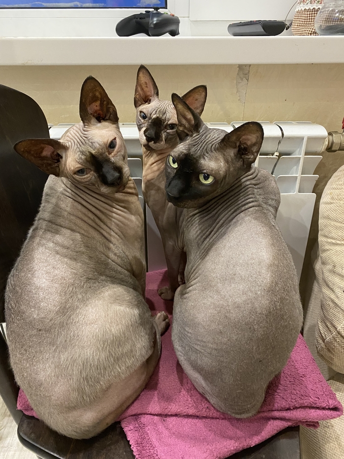 Коты пикабушника