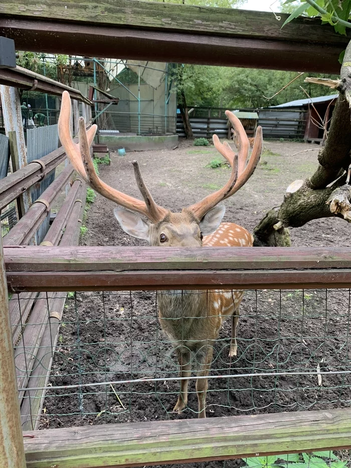 Nothing out of the ordinary, just deer inside a residential complex - My, Moscow, Animals, Residential complex, Longpost