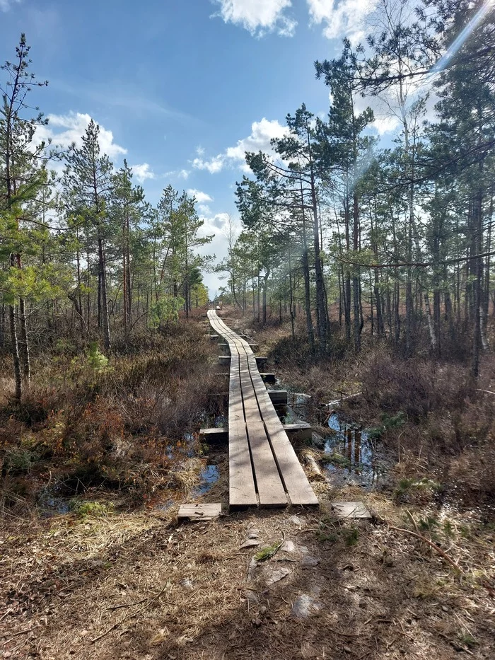 Swamp - My, Swamp, Latvia, beauty, Photo on sneaker, Longpost