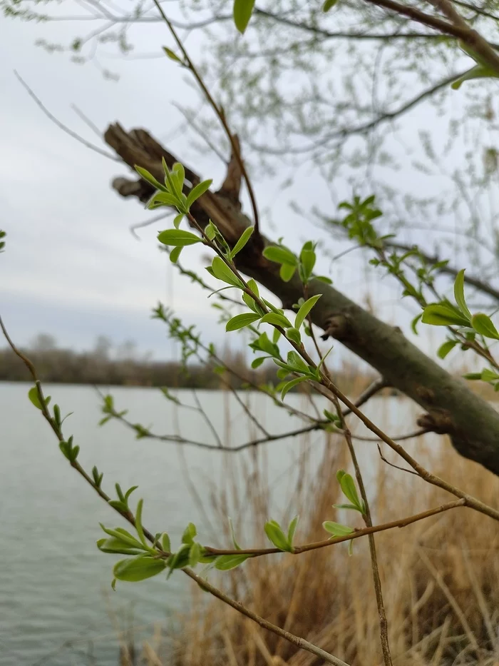 On the shore of the old Kuban - My, Mobile photography, Macro photography, Snail, Foliage, Longpost