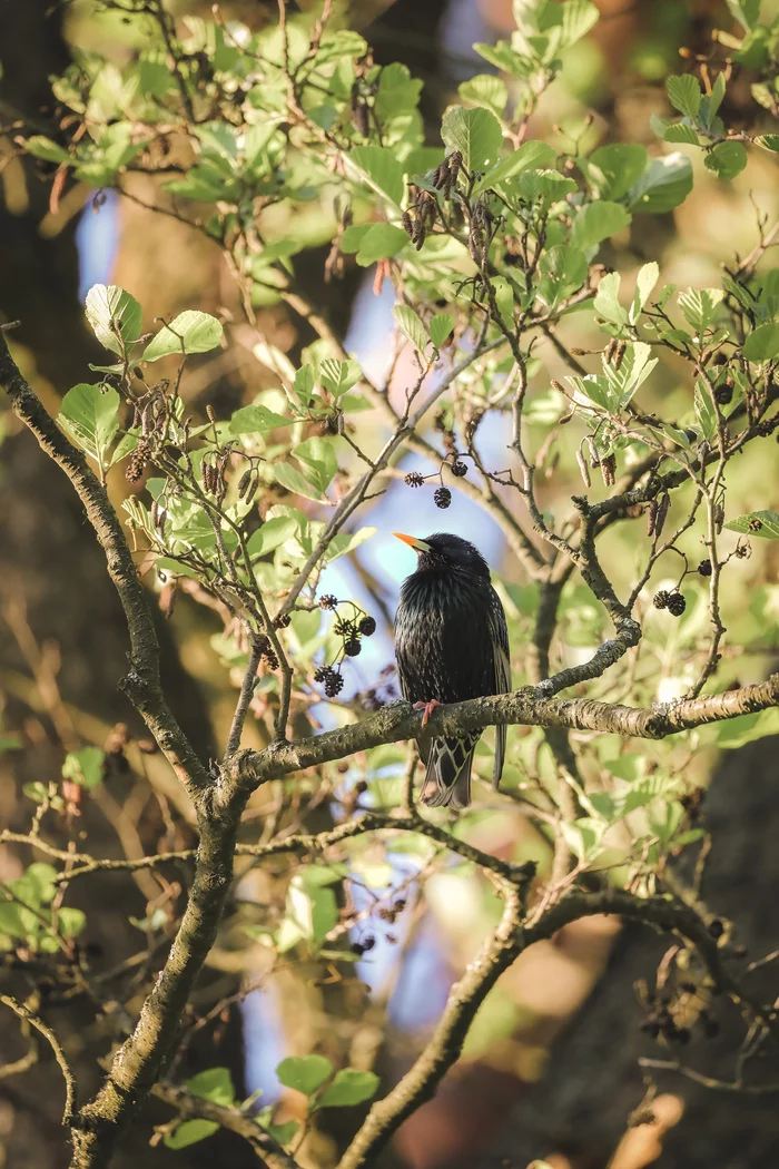 Starling - My, Milota, Birds, The photo, Photo hunting, wildlife, The nature of Russia, Canon, Walk, beauty of nature