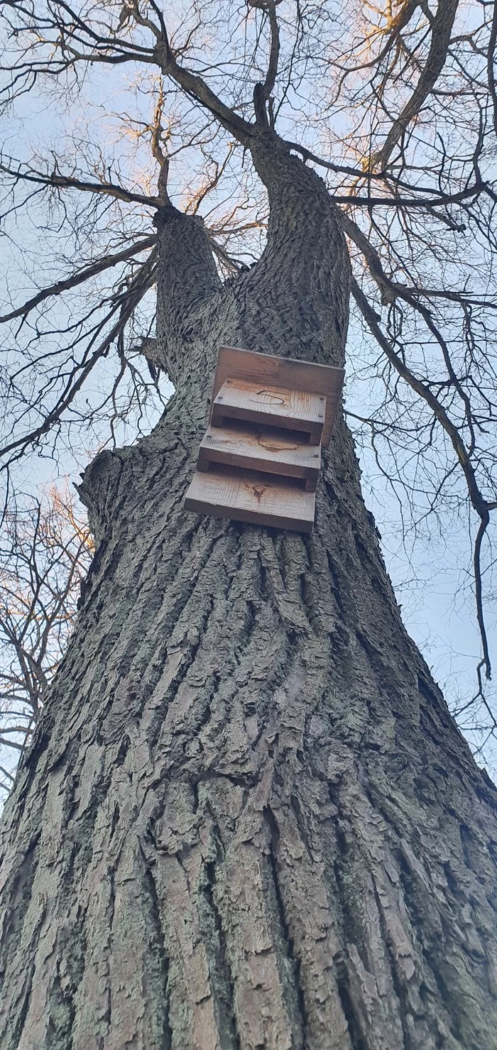 Who is this birdhouse for? - Birdhouse, Question, The park