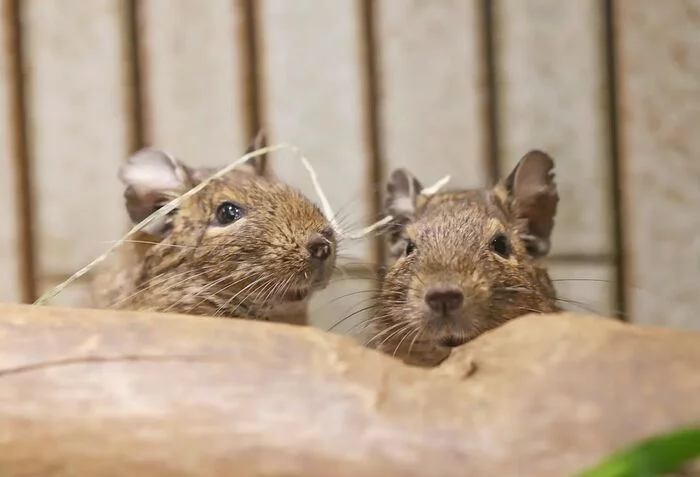 Degu - Degu, Rodents, Wild animals, Zoo, Japan, Endemic, Longpost