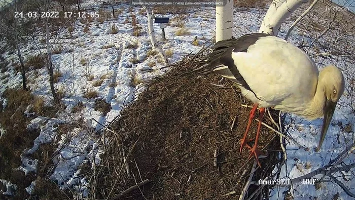 Far Eastern storks have reappeared on the air online - Stork, Birds, Interesting, Amur region, Дальний Восток, Video monitoring, Online, WWF, Informative, Wild animals, Longpost