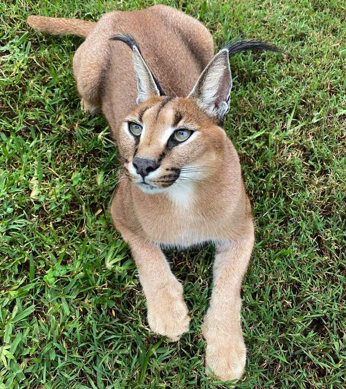 Curious face - Cat family, Wild animals, Australia, Reserves and sanctuaries, Wild cat center, Caracal, Small cats, Species conservation, Predatory animals