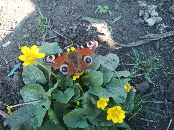 Butterfly today 11.04.2022 - My, Butterfly, The photo, Nature, Insects, beauty, beauty of nature, Mobile photography, Longpost
