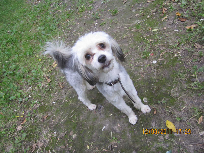 Моя собака Лакки :)