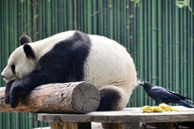 And the panda doesn't care!... - Panda, Crow, Corvids, The Bears, Zoo, China, Beijing, Animals, Funny animals, Longpost