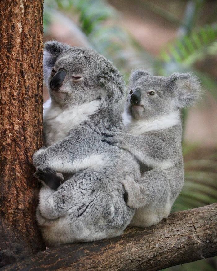 Backbite - Koala, Young, Rare view, Marsupials, Wild animals, Zoo, The photo, Longpost