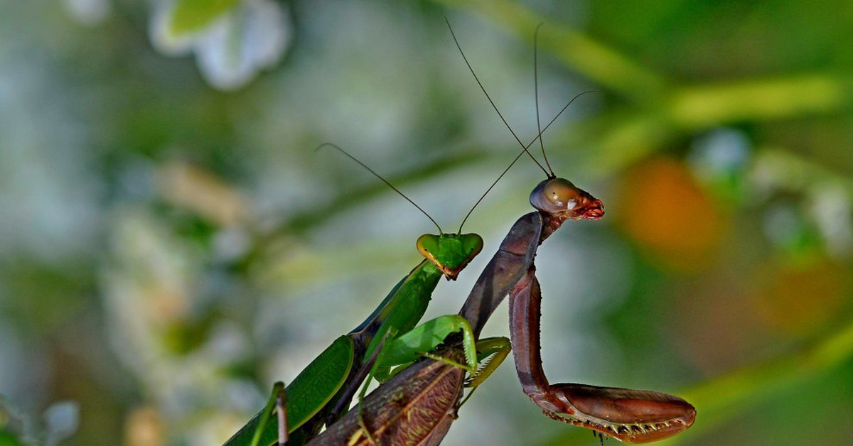 Богомолы съедают самца после спаривания. Самец богомола. Самка богомола насекомое. Ischnomantis Gigas богомол. Богомол обыкновенный самка.