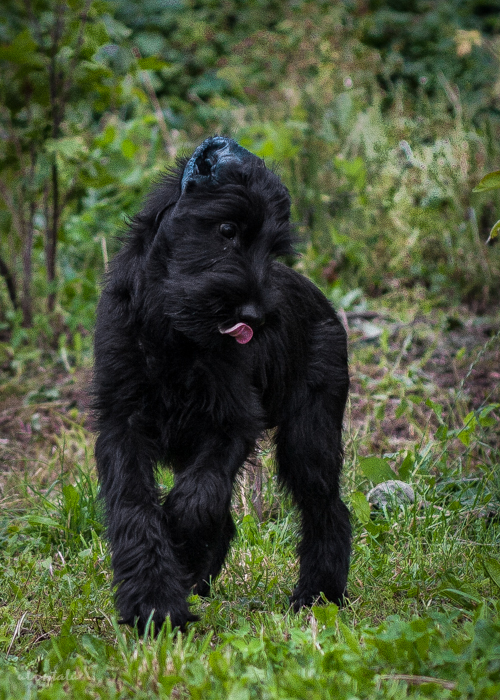 It looks like an ordinary dog of a wire-haired breed. Kind of like an old mop - My, Schnauzers, Dog, Pets, Longpost, Life stories, 