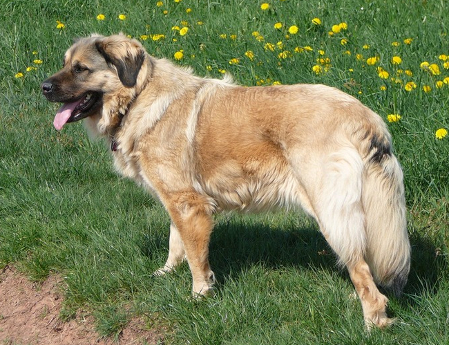 About dog breeds No138. Leonberger; German Bear Dog - Dog, Dog breeds, Leonberger, Longpost