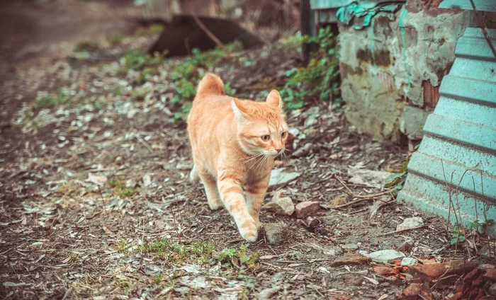 Showing Cats - My, Nikon, The photo, Tamron 28-75 f28, cat, Saratov, 