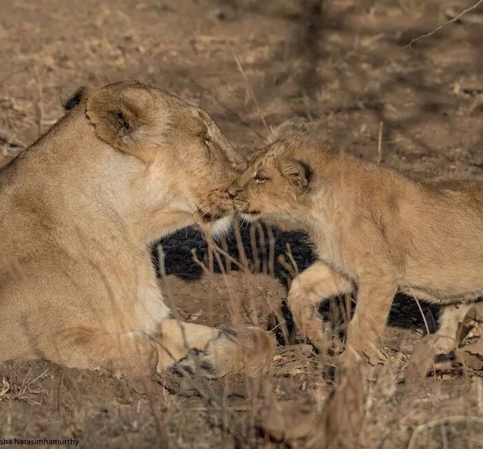 Pamper me! - a lion, Rare view, Lioness, Lion cubs, Big cats, Cat family, Predatory animals, Wild animals, wildlife, National park, India, The photo, Young, Longpost, 