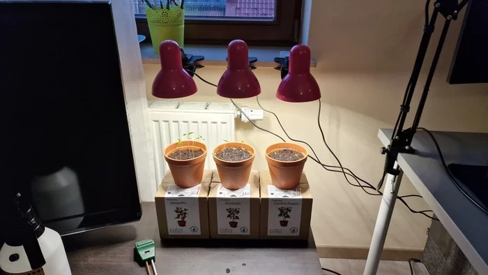 Continuation of the post Take :) in pepper growers - My, Hot peppers, Growing, Carolinian Reaper, Scorpion Trinidad, Jalapeno, Houseplants, First time, Pepper, Plants, Reply to post, Longpost, 