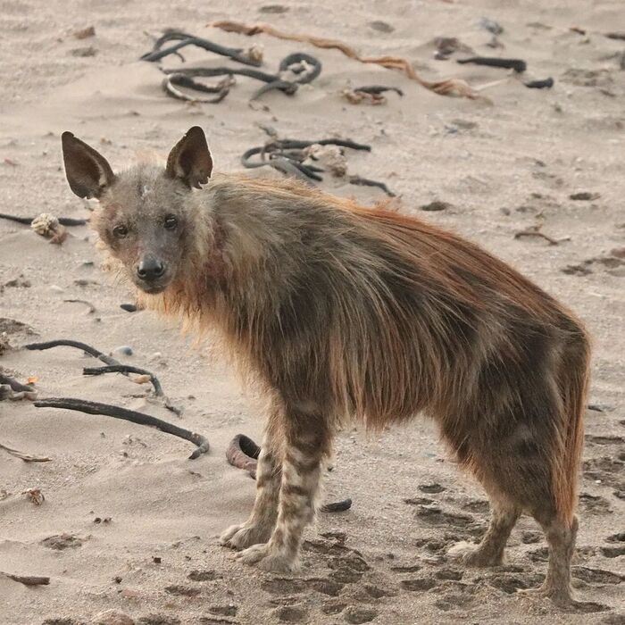 A brown hyena named Agadir - Hyena, Brown hyena, Predatory animals, Wild animals, wildlife, Namibia, South Africa, The photo, 