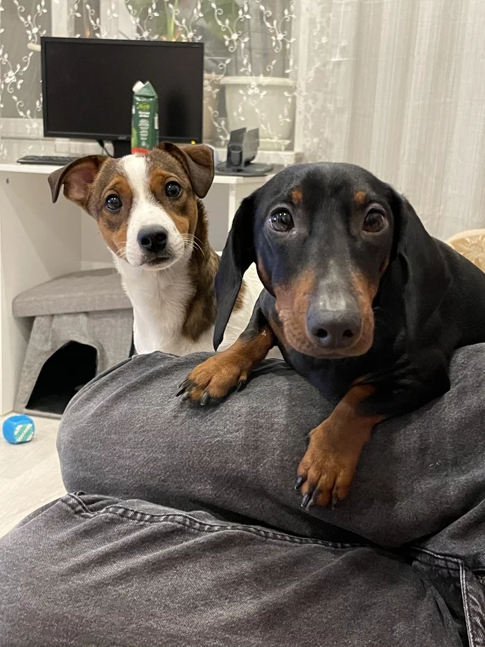 Reply to the post “A top came and bit me on the side” - My, Children, Positive, Video, Dog, Jack Russell Terrier, Mat, Vertical video, Reply to post, Longpost, Dachshund