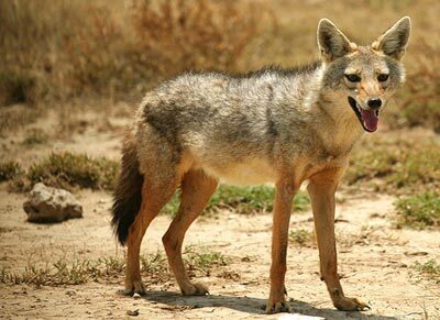 Interesting facts about jackals - Animal book, Jackal, Jackal Tobacco, View, Animals, Facts, Wild animals, Longpost, Predatory animals, Canines, 