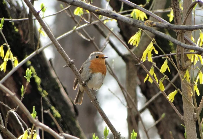 Robin - My, The photo, Birds, Flowers, Robin, Robin, beauty of nature, 