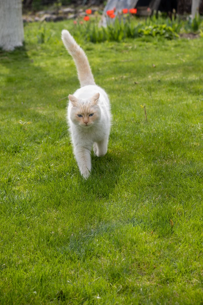 Vasyan - My, cat, Basil, White, Siamese cat, 