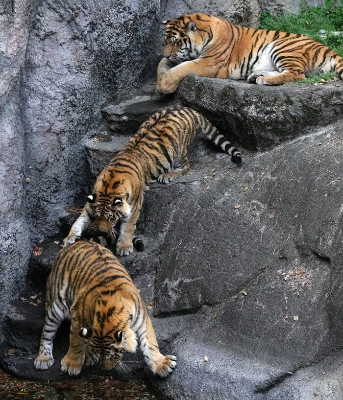 You're still on your head! - Tiger, Amur tiger, Tiger cubs, Big cats, Cat family, Wild animals, Predatory animals, Zoo, Shizuoka, Honshu, Japan, Positive, Longpost, 
